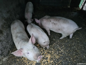 Purcei de vânzare - imagine 4