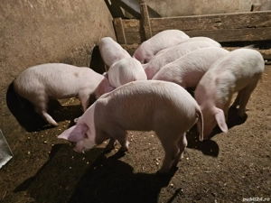 Purcei de vânzare - imagine 2