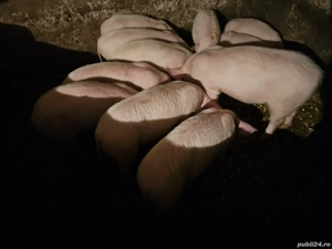 Purcei de vânzare - imagine 3