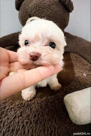 Bichon minytoy botosani