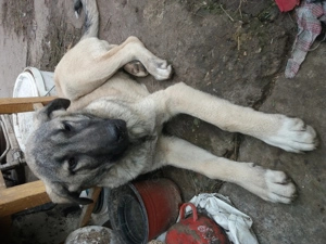 Tineret kangali disponibil - imagine 2