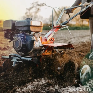 frezez , sap gradini 