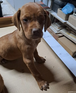 De vanzare Vijla maghiara  - imagine 5