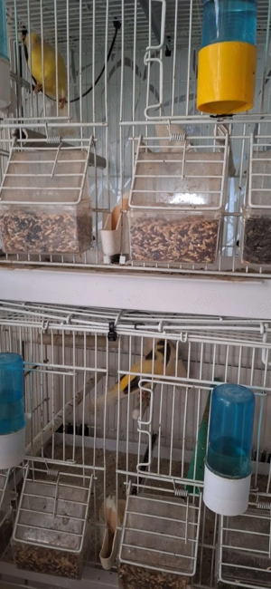 Vand 3 canari + 4 colivii . - imagine 5