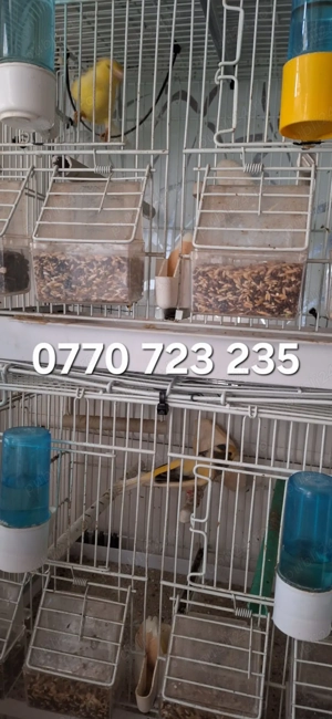 Vand 3 canari + 4 colivii . - imagine 3