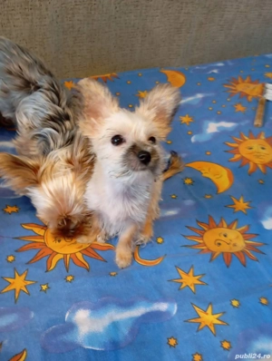 Catelusa yorkshire unica pentru ca este aproape alba - imagine 2