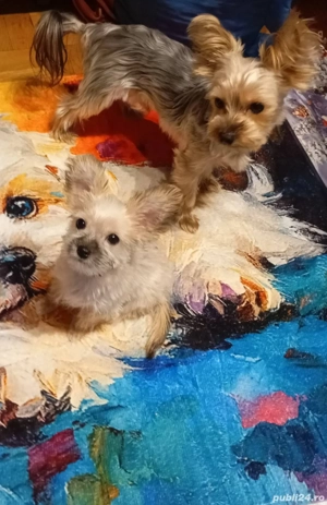 Catelusa yorkshire unica pentru ca este aproape alba - imagine 5