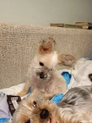 Catelusa yorkshire speciala, alba