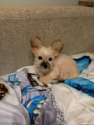 Catelusa yorkshire unica pentru ca este aproape alba - imagine 3