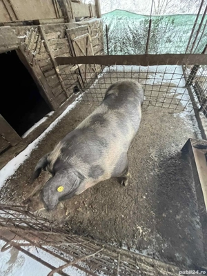 Vând porc pietrean! - imagine 5