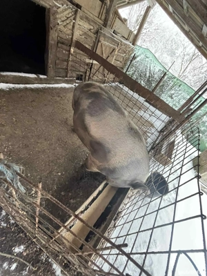 Vând porc pietrean! - imagine 2