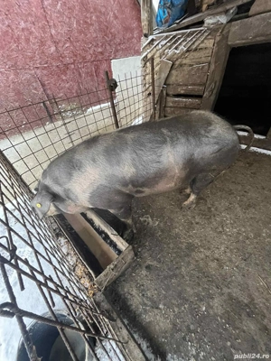 Vând porc pietrean! - imagine 4