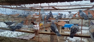 Porumbei voiajori  - imagine 2