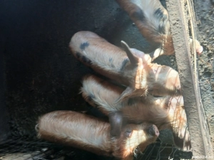 Șoldani în jur de 35-40 kg - imagine 3