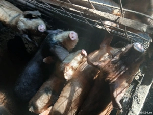 Șoldani în jur de 35-40 kg - imagine 2