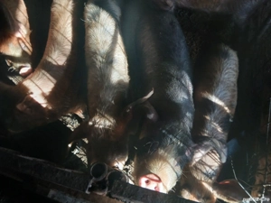 Șoldani în jur de 35-40 kg - imagine 4