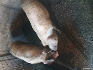 Porci de sacrificat  - imagine 2