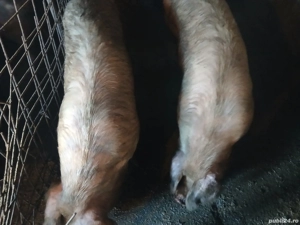Porci de sacrificat  - imagine 3