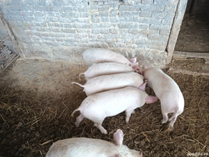 Vând șoldani  - imagine 2