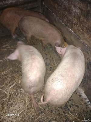 De vanzare purcei - imagine 2