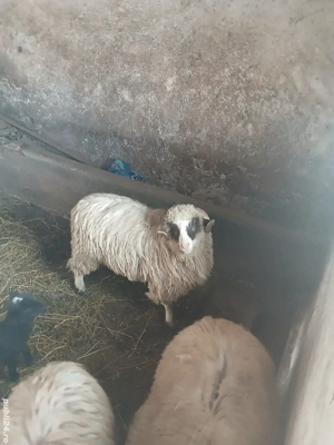 Berbecuț oaceș  - imagine 2