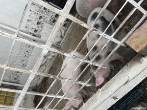 Purcei de vanzare 500 lei bucata disponibili 2 bucati Bocsa 