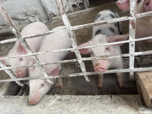 Purcei de vanzare 500 lei bucata disponibili 2 bucati Bocsa  - imagine 2