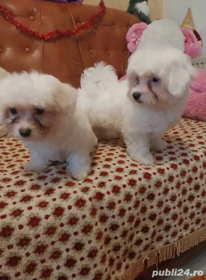 Doua fetite bichon maltez