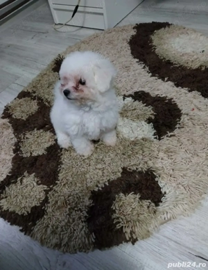 Doua fetite bichon maltez - imagine 5