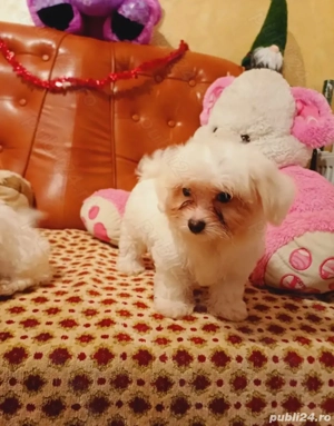 Doua fetite bichon maltez - imagine 3
