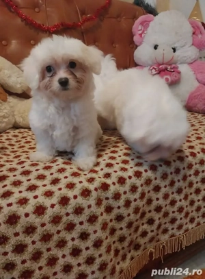 Doua fetite bichon maltez - imagine 2