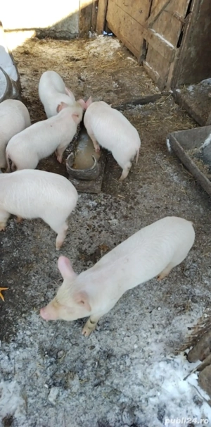 Purcei de vanzare, 350 de lei buc