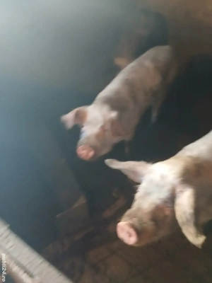 scroafe pentru producție sau sacrificat - imagine 3