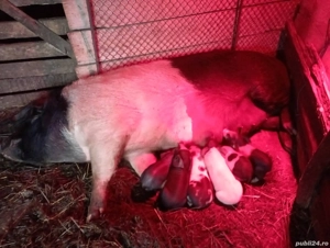 Vand scroafa fatata - imagine 3