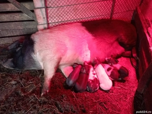 Vand scroafa fatata - imagine 4