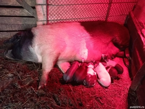 Vand scroafa fatata - imagine 2