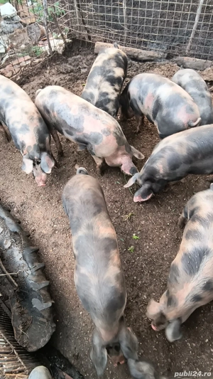 vand porci    . - imagine 2