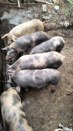 vand porci    . - imagine 4