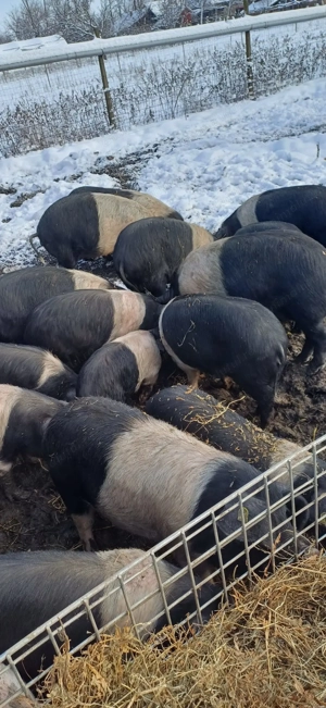 SCROFITE  pentru reproducție Bazna rasă pură  - imagine 2