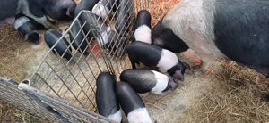 Purcei Bazna rasă pură 