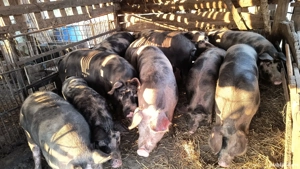 vand porci    . - imagine 3