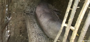 vand purcică de carne  - imagine 2