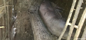 vand purcică de carne 