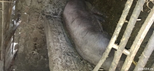 vând purcica de carne duroc 