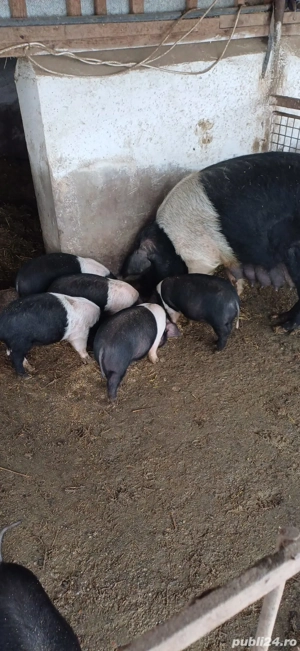 Purcei Bazna rasă pură  - imagine 3