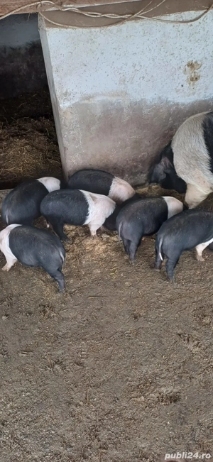 Purcei Bazna rasă pură  - imagine 5