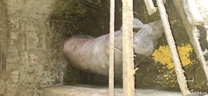 vând purcica de carne duroc  - imagine 3