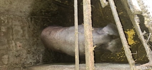 vând purcica de carne duroc  - imagine 4