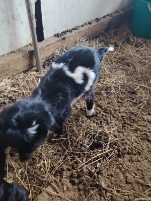 Dau gratis, gratis... gratis. - imagine 3