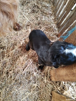 Dau gratis, gratis... gratis. - imagine 2